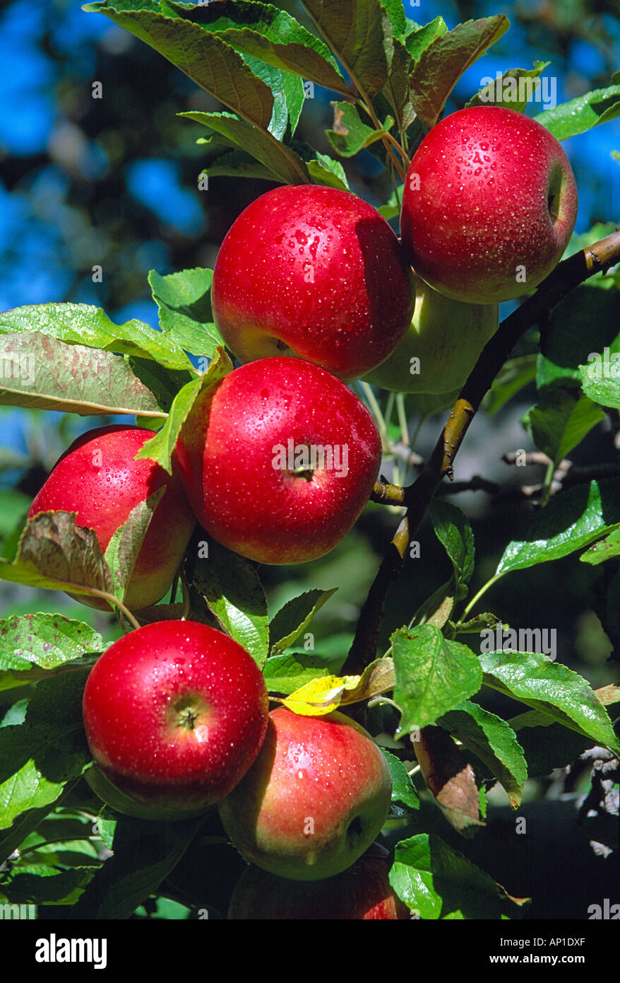 Landwirtschaft - Reifen MacIntosh Äpfel auf dem Baum bereit zur Ernte / Washtenaw County, Michigan, USA. Stockfoto