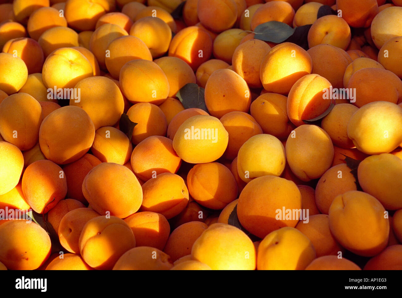 Landwirtschaft - frisch geernteten Aprikosen in einem Feld Lagerplatz / Modesto, Kalifornien, USA. Stockfoto