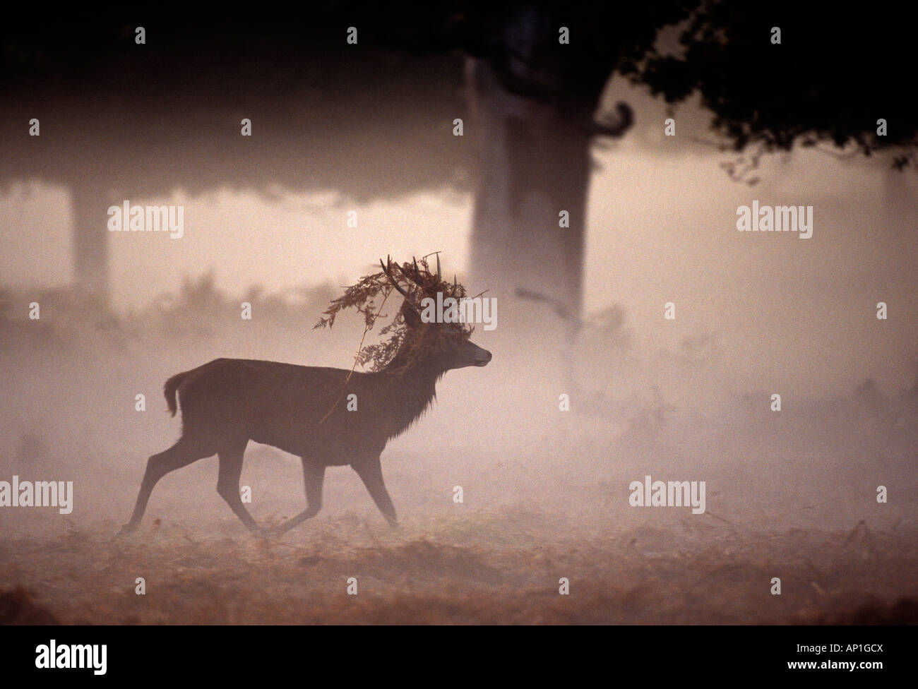 Rothirsch Cervus Elaphus Hirsch im Morgengrauen während der Brunft Richmond Park in London UK-Herbst Stockfoto