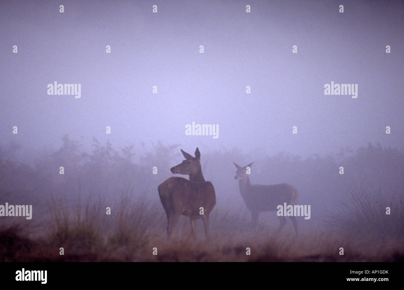 Rothirsch Cervus Elaphus Hind und Fohlen in der Morgendämmerung während der Brunft Richmond Park in London UK-Herbst Stockfoto
