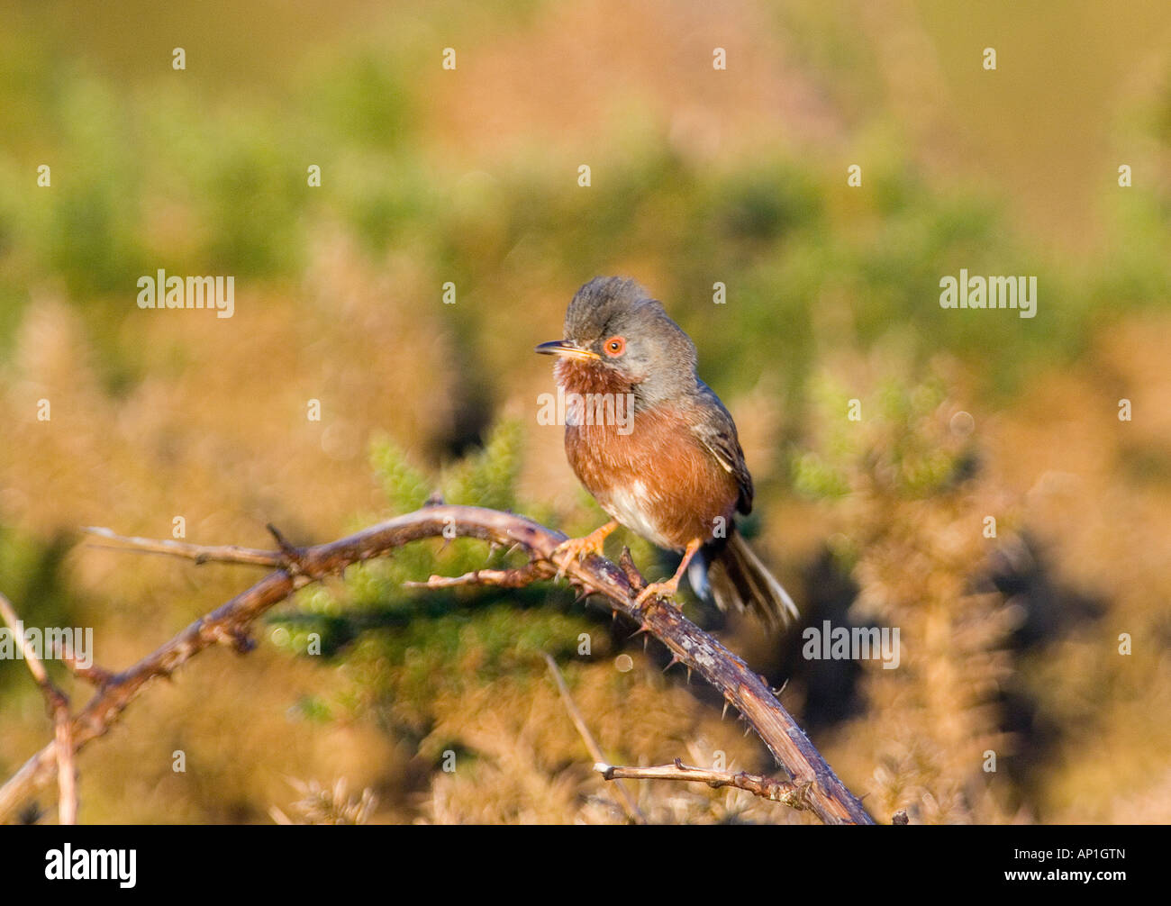 Dartford Warbler Sylvia Undata männlich im Lied auf Tiefland Heide Surrey April Stockfoto