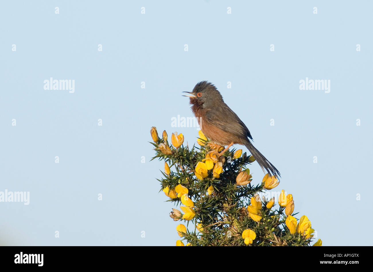 Dartford Warbler Sylvia Undata männlich im Lied auf Tiefland Heide Surrey April Stockfoto