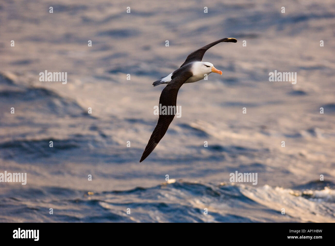 Black-browed Albatross Thalassarche Melanophrys südlichen Ozean vor Kap Hoorn November Stockfoto