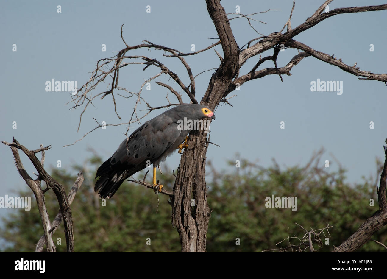 Gymnogene oder afrikanische Harrier Falke Polyboroides Typus suchen Felsspalten für Lebensmittel Etosha-Namibia Stockfoto