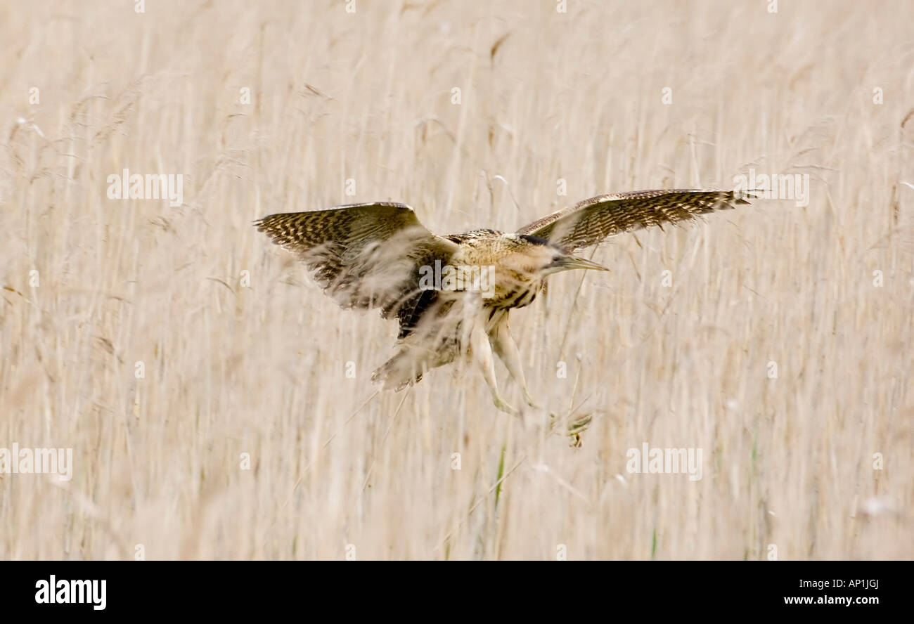 Rohrdommel Botaurus Stellaris das berühmte weibliche bekannt als V Minsmere Suffolk Frühjahr 2007 Stockfoto