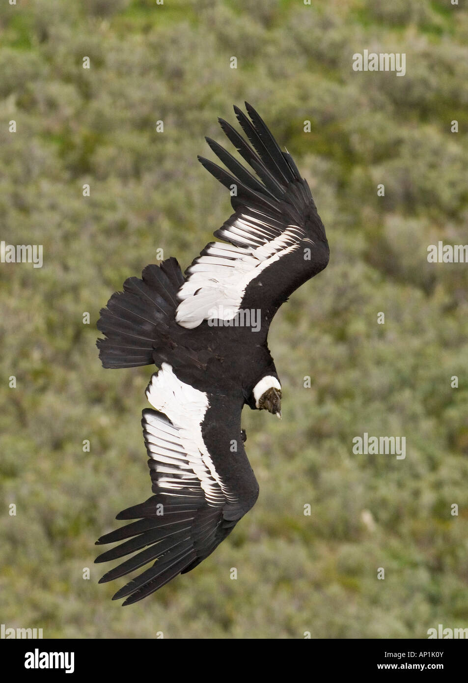 Anden-Kondor Vultur Kondor Patagonien Chile November Stockfoto