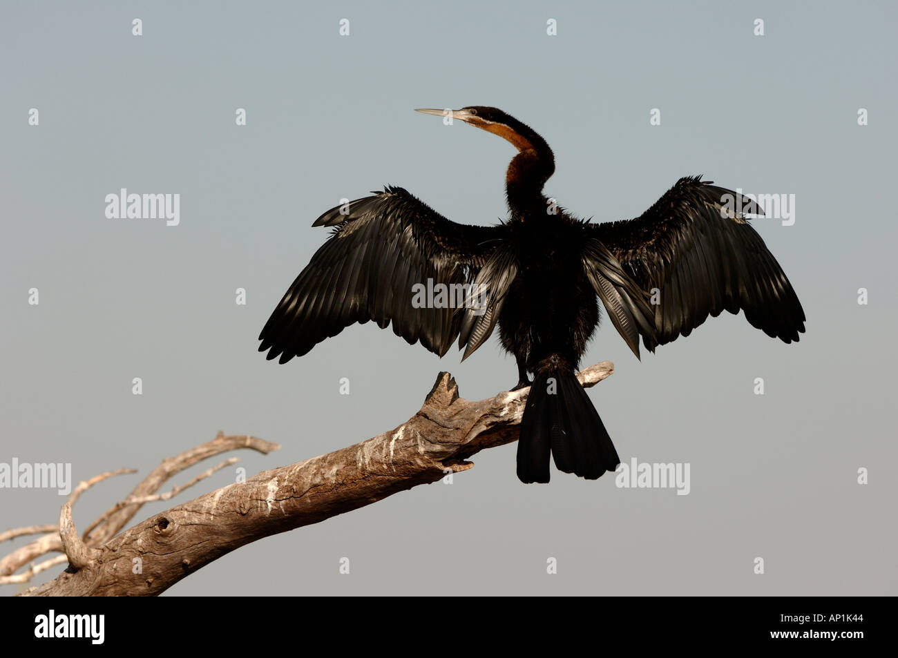 Afrikanische Darter Anhinga Rufa Trocknung Flügel Botswana Chobe Stockfoto