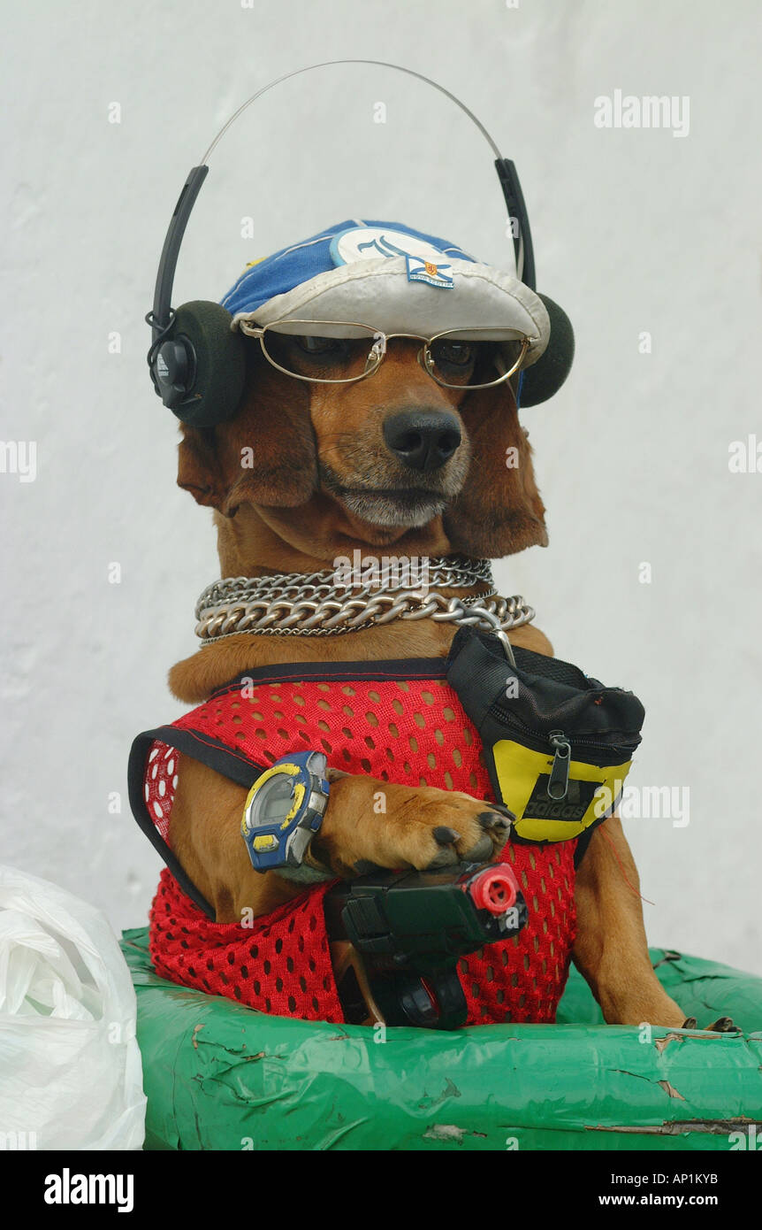 Hund, Humor, Kostümfest, Verkleidung Stockfoto