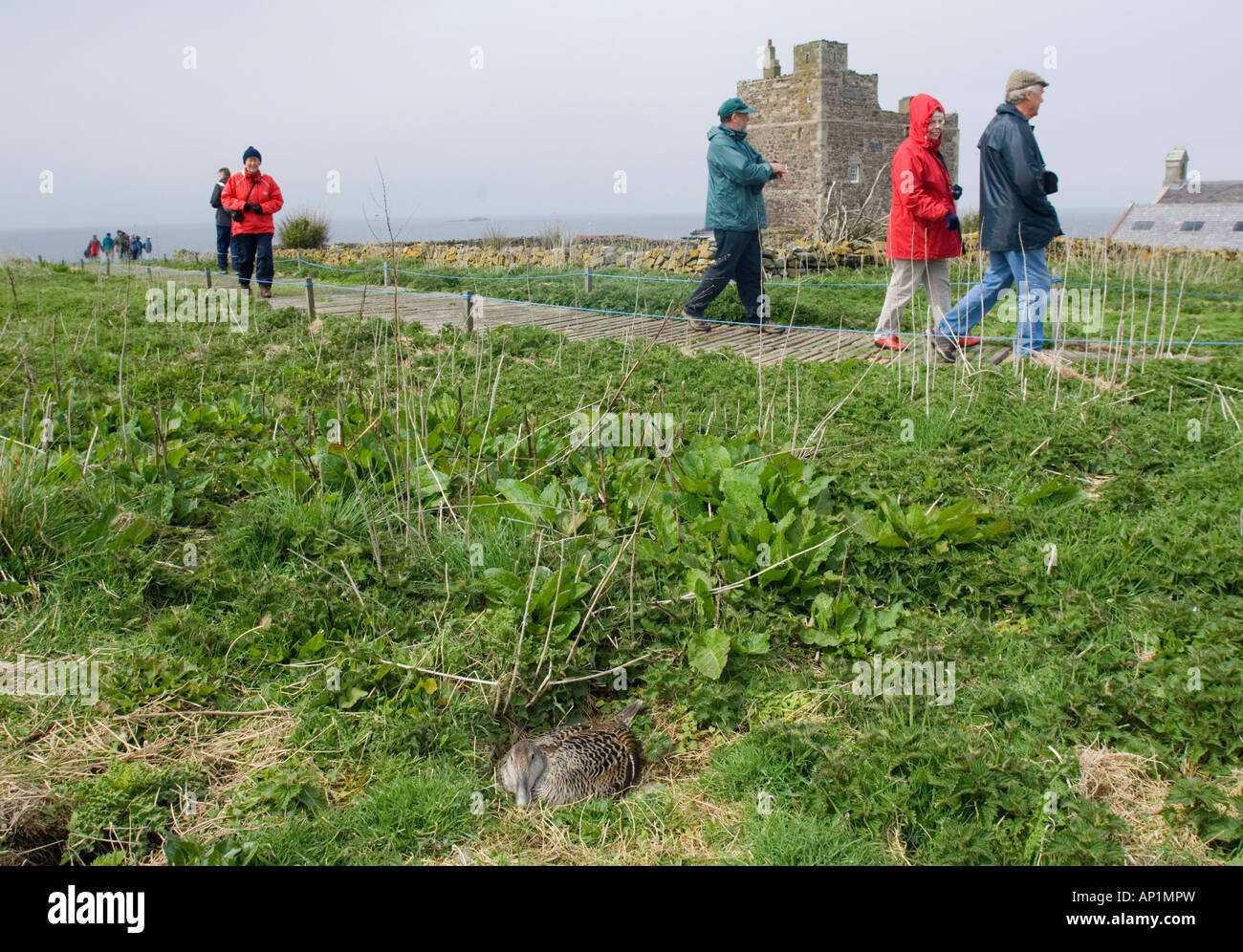 Eiderente Somateria Mollissima weiblich auf nest Inner Farne Farne Islands Northumberland April Stockfoto