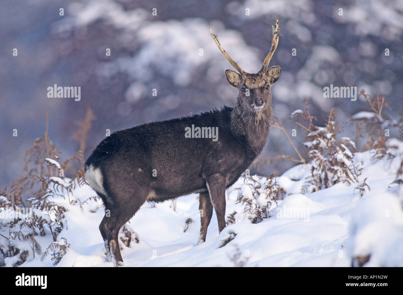 Sika-Hirsch im Winter Kent UK Stockfoto