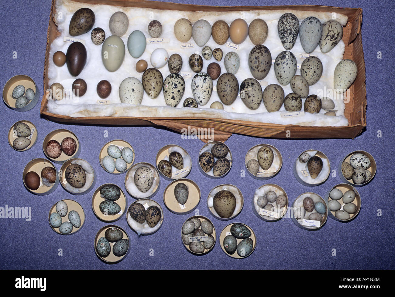 Historische Sammlung von britischen Vogeleier Zugehörigkeit zu British Museum Stockfoto