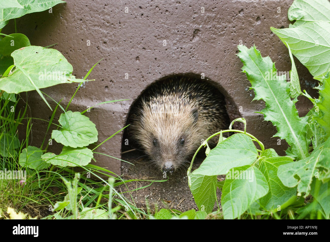Igel Erinaceus Europaeus aus Igelhaus im Garten Norfolk Sommer