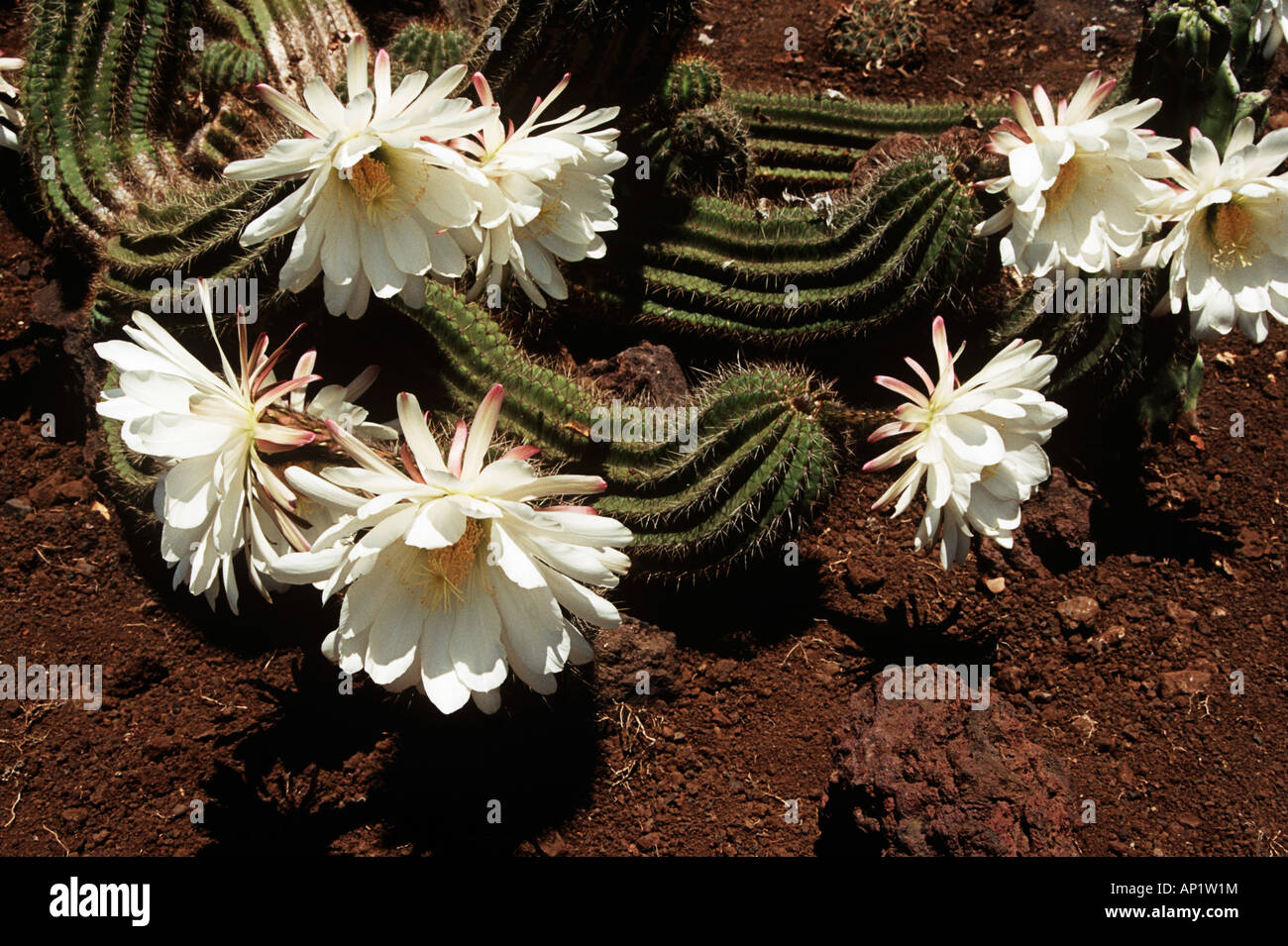 Portugiesischer blhender kaktus -Fotos und -Bildmaterial in hoher  Auflsung  Alamy