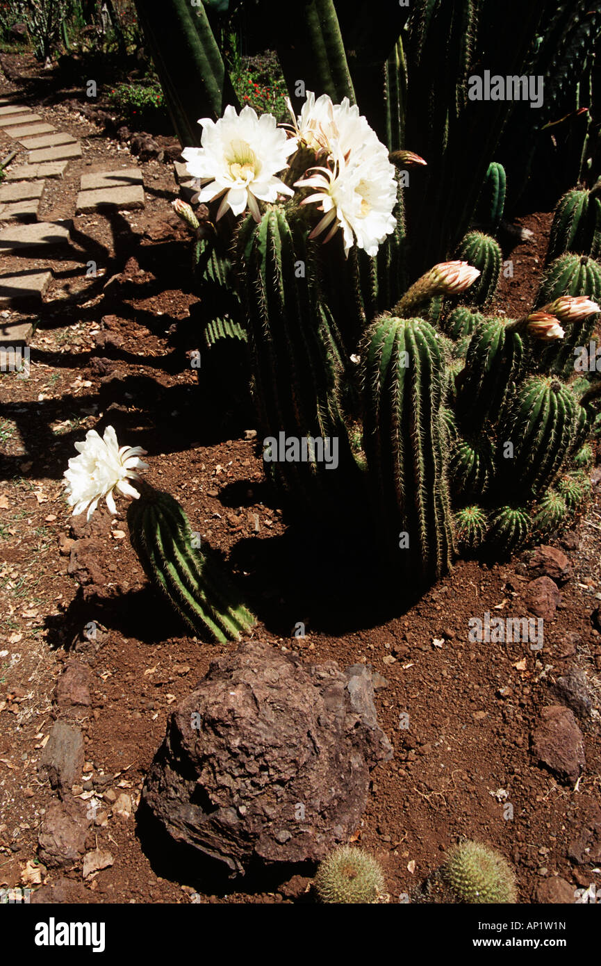 Blühende Kakteen, Botanischer Garten, Jardim Botanico, Funchal, Madeira Stockfoto