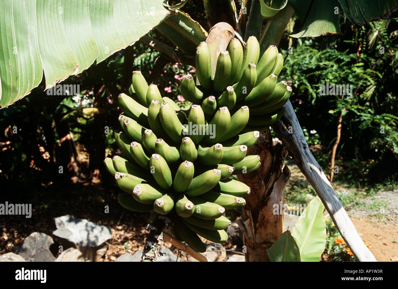 Bananen wachsen auf einem Baum, Madeira Stockfotografie Alamy