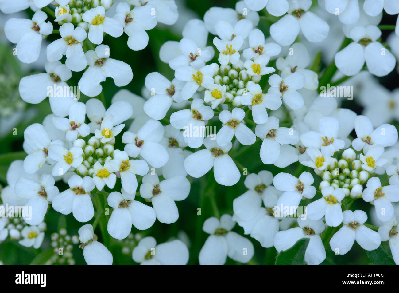 Wilde Schleifenblume (Iberis Amara) Blüte Stockfoto
