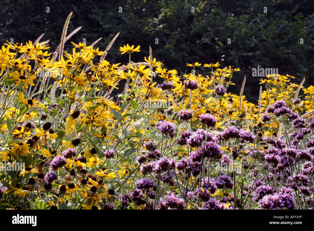 Naturalistische Pflanzen am Holbrook Garten Devon zeigt Verbena Bonariensis Lampenputzergras Flaccidum und Rudbeckia subtomentosa Stockfoto