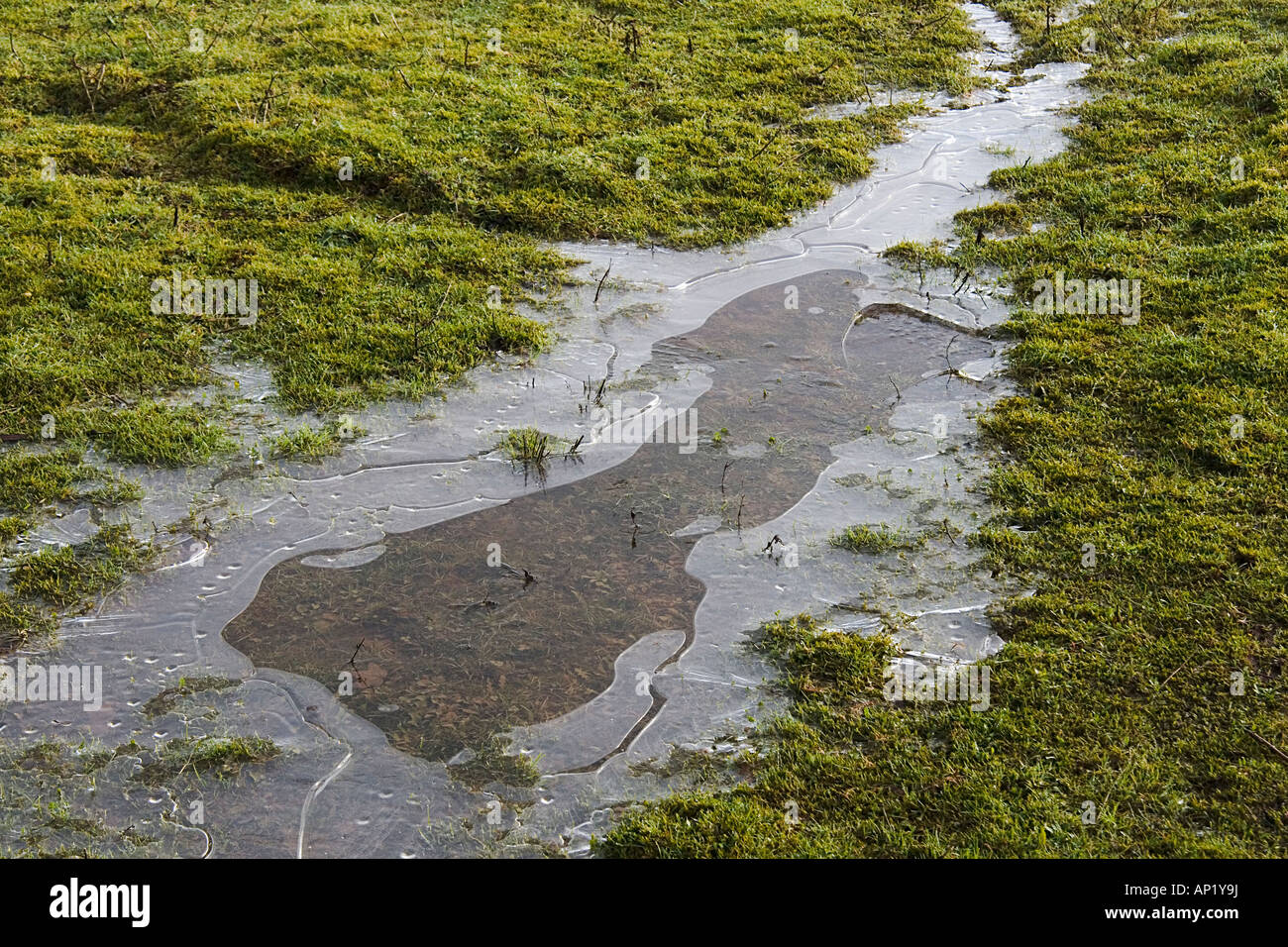 gefrorene Pfütze ab Howardian Auftauen Naturschutzgebiet Cardiff Stockfoto