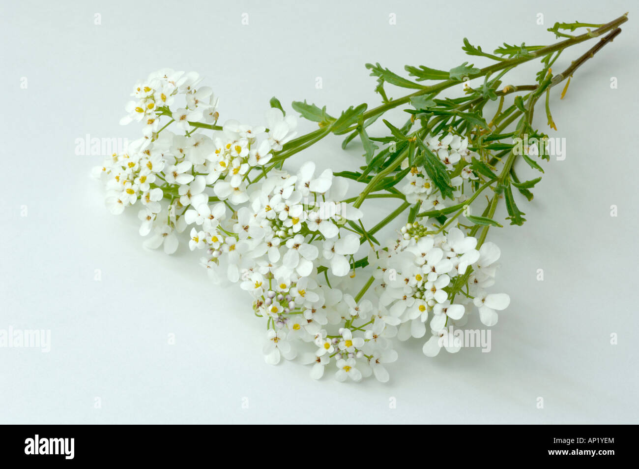 Wilde Schleifenblume (Iberis Amara) Blüte Stockfoto