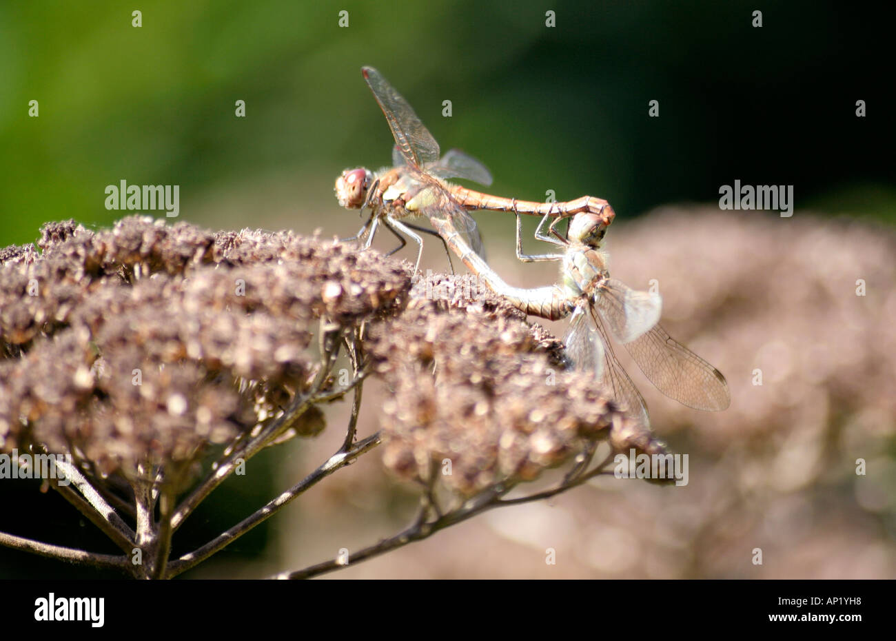 Libellen Sympetrum sp Paarung auf der Seedheads Achillea Grandiflora in den Steingarten in Holbrook Stockfoto