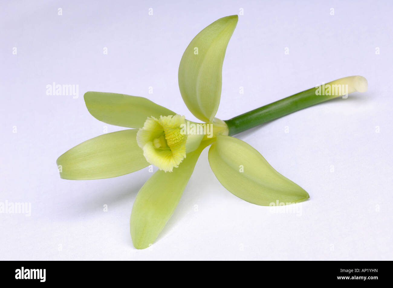 Vanille (Vanilla Planifolia), Blume, Studio Bild Stockfoto