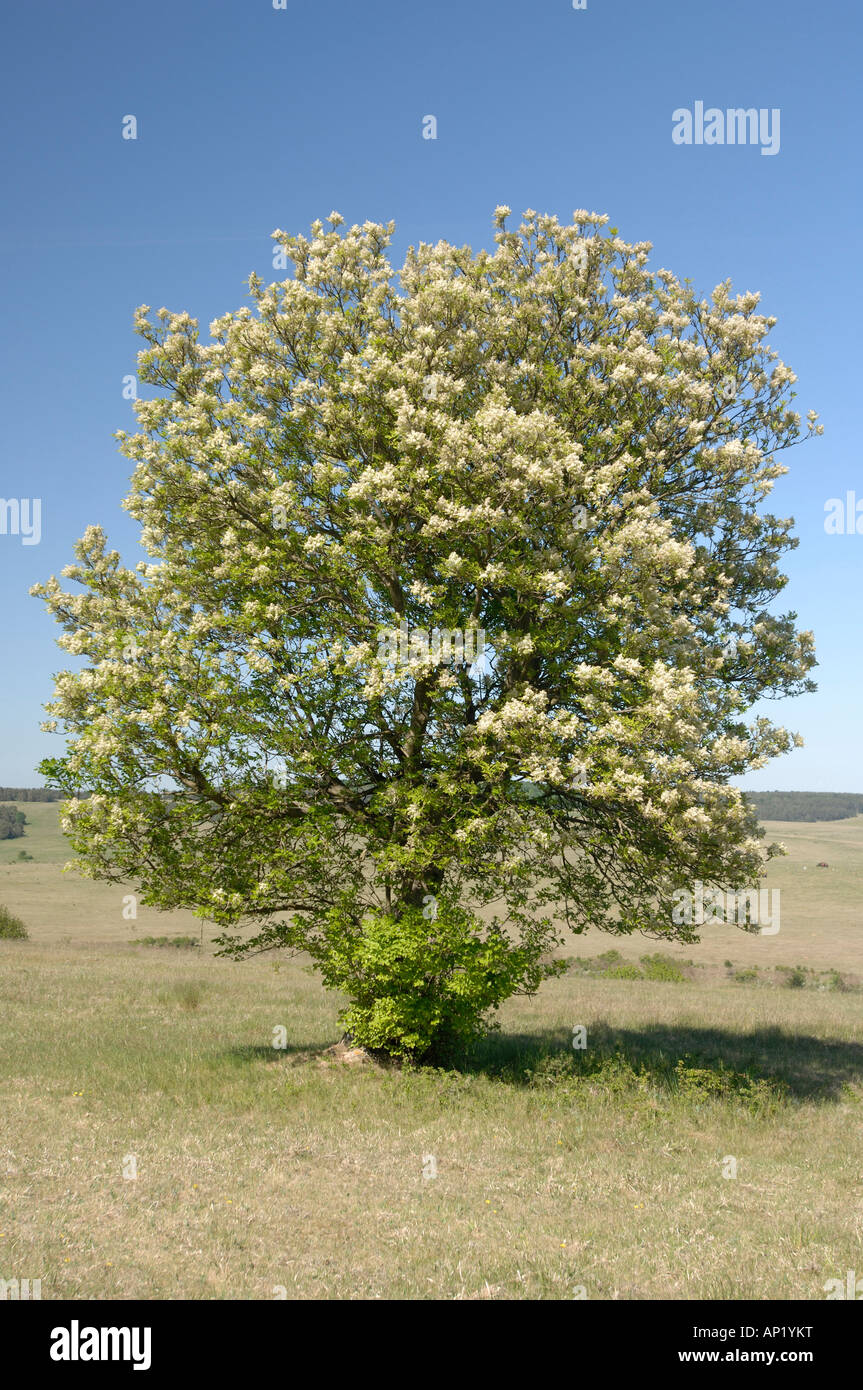 Ash-Manna-Esche (Fraxinus Ornus) Baum in voller Blüte Blüte Stockfoto