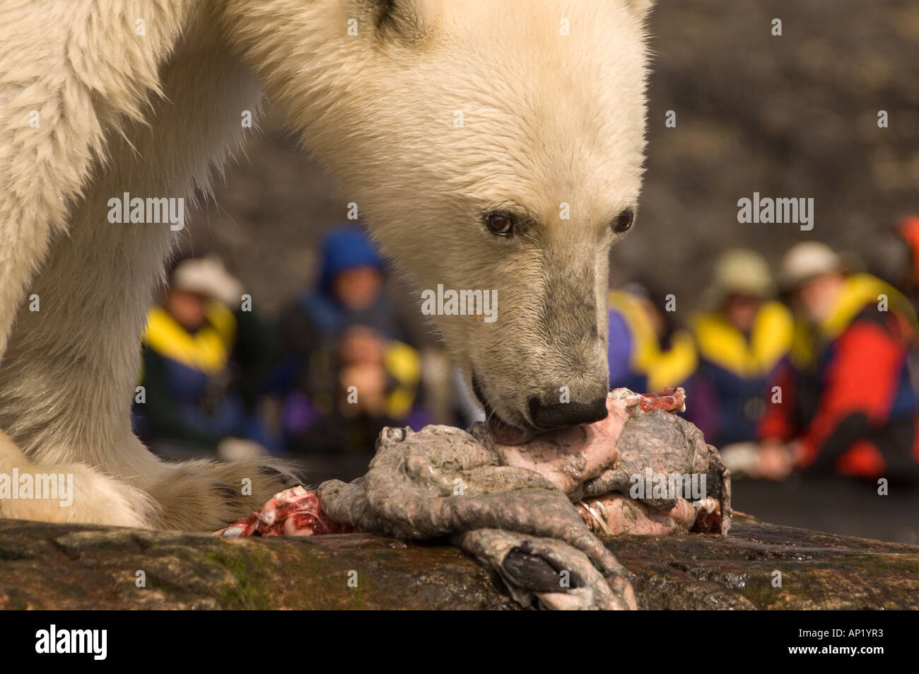 Fütterung auf eine Dichtung Karkasse Labrador Kanada Eisbär Stockfoto