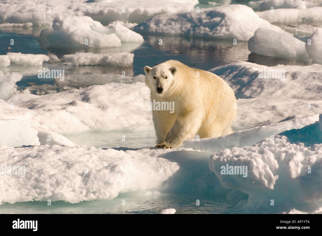 Polar Bear Davisstraße Labrador siehe Kanada Stockfoto