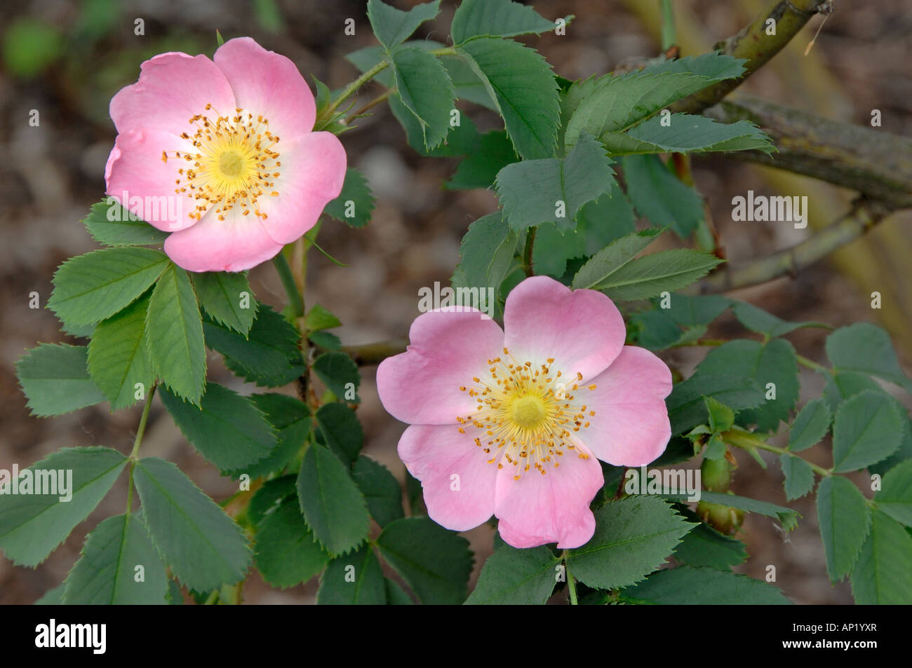 Rose (Rosa Dumalis X pendulina), Blume Stockfoto