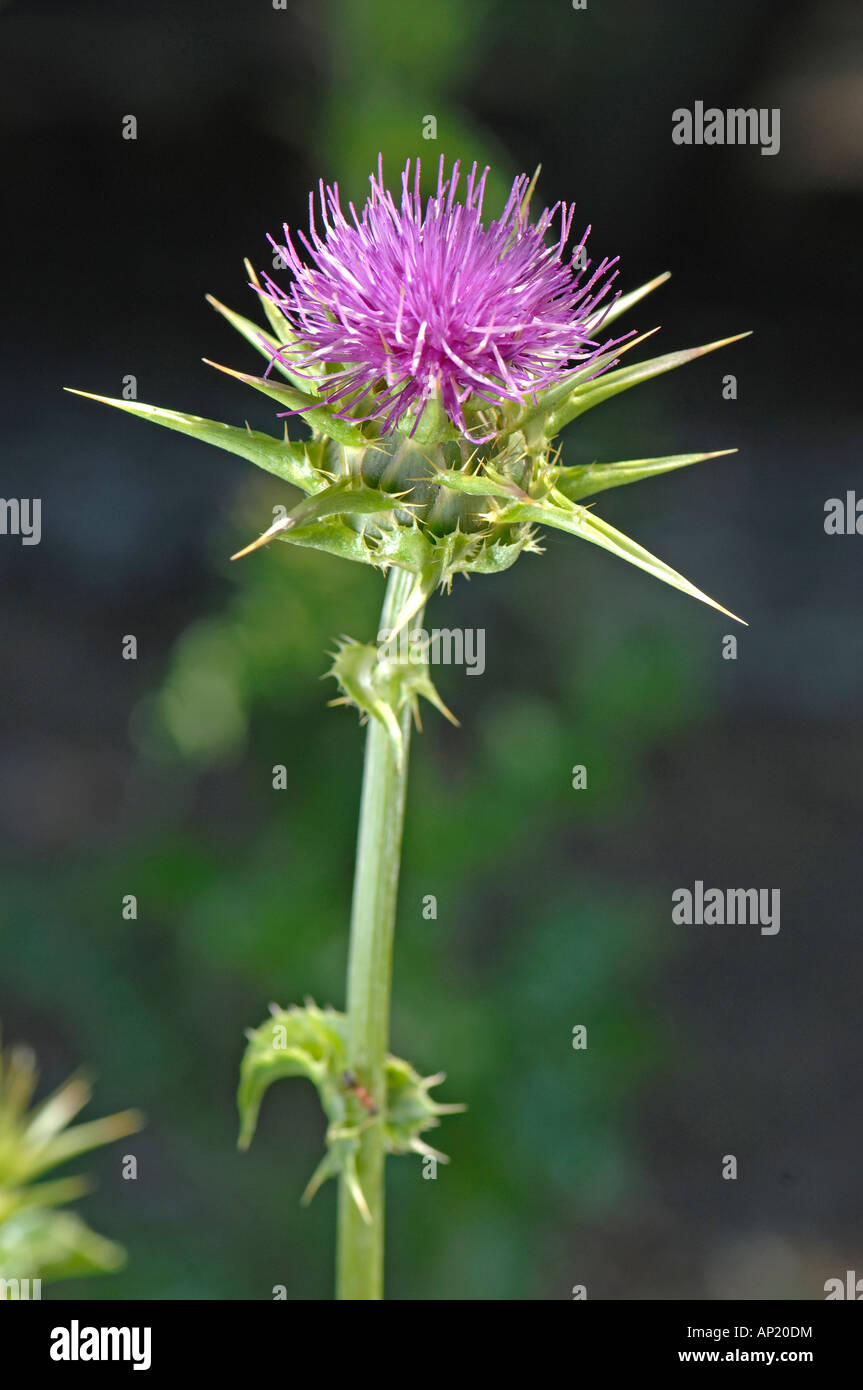 Milk Thistle unsere Ladys Thistle (Silybum Marianum) Blume Stockfoto