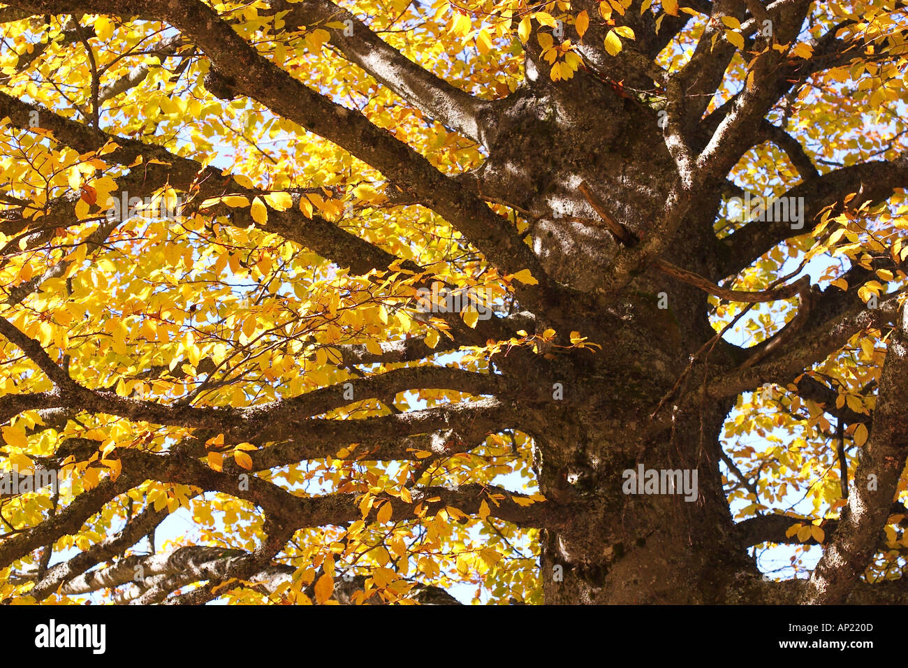 Buche im Herbst Fagus Sylvatica Bayern Stockfoto