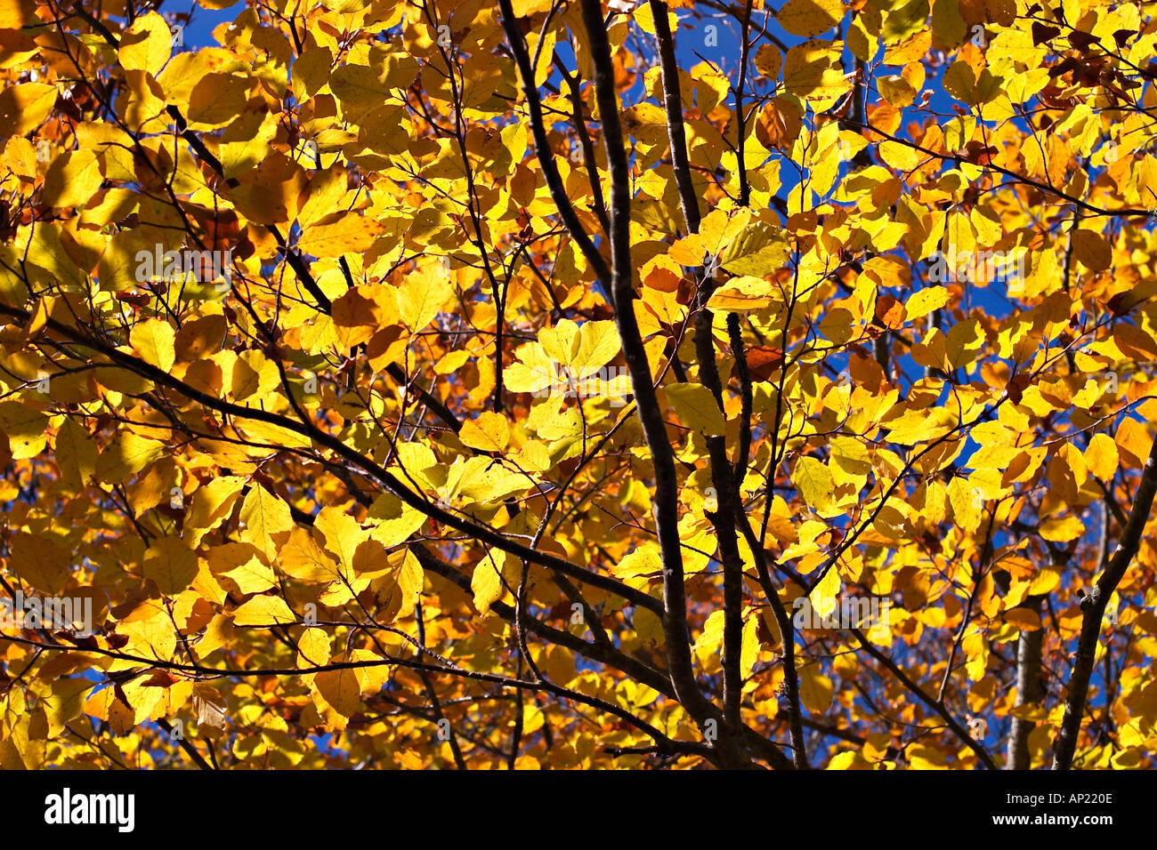 Buche im Herbst Fagus Sylvatica Bayern Stockfoto
