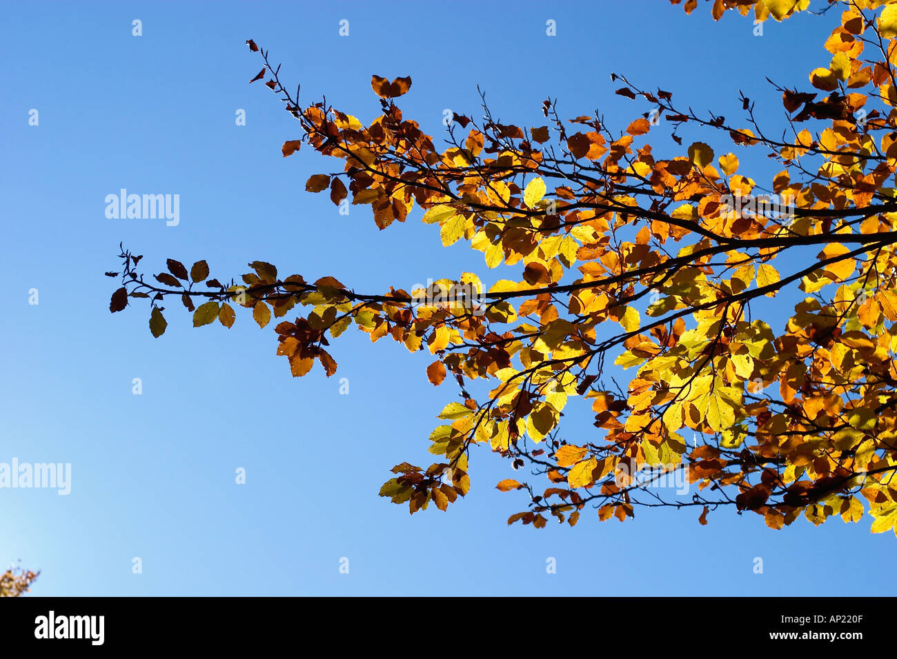 Buche im Herbst Fagus Sylvatica Bayern Stockfoto