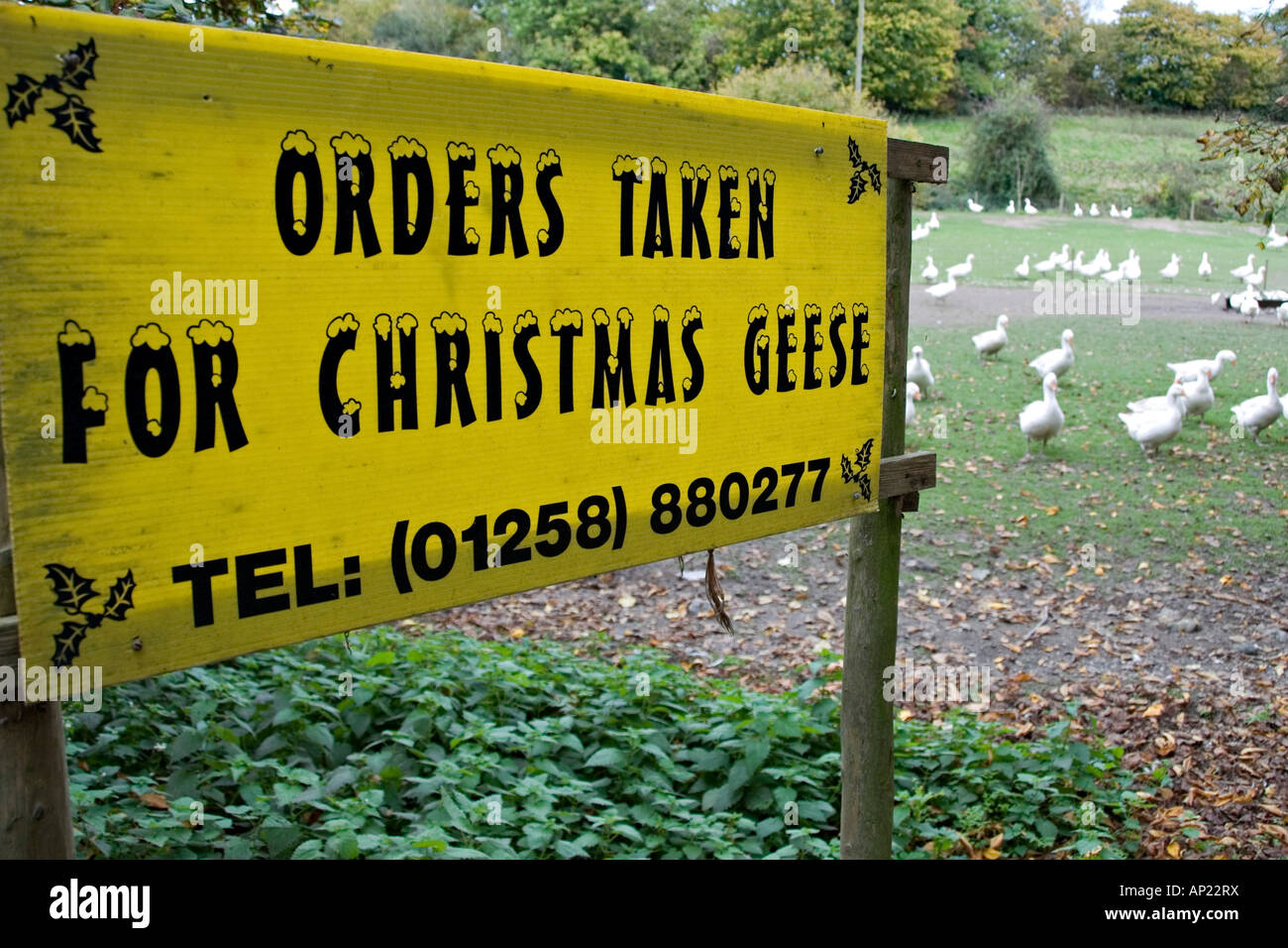 Gänse zu Weihnachten auf einem englischen Bauernhof aufgezogen Stockfoto