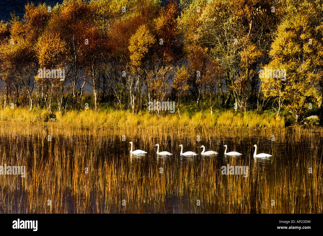 Singschwäne Stockfoto