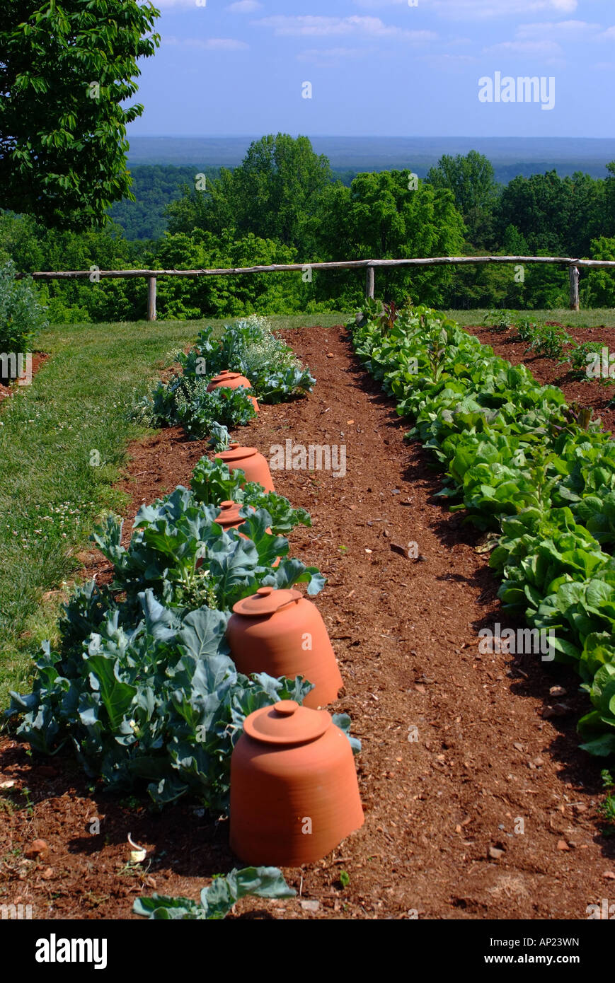 Zwei Reihen von Salat und Single Row Kohl in Thomas Jefferson Monticello Gemüsegarten Virginia USA Amerika Stockfoto