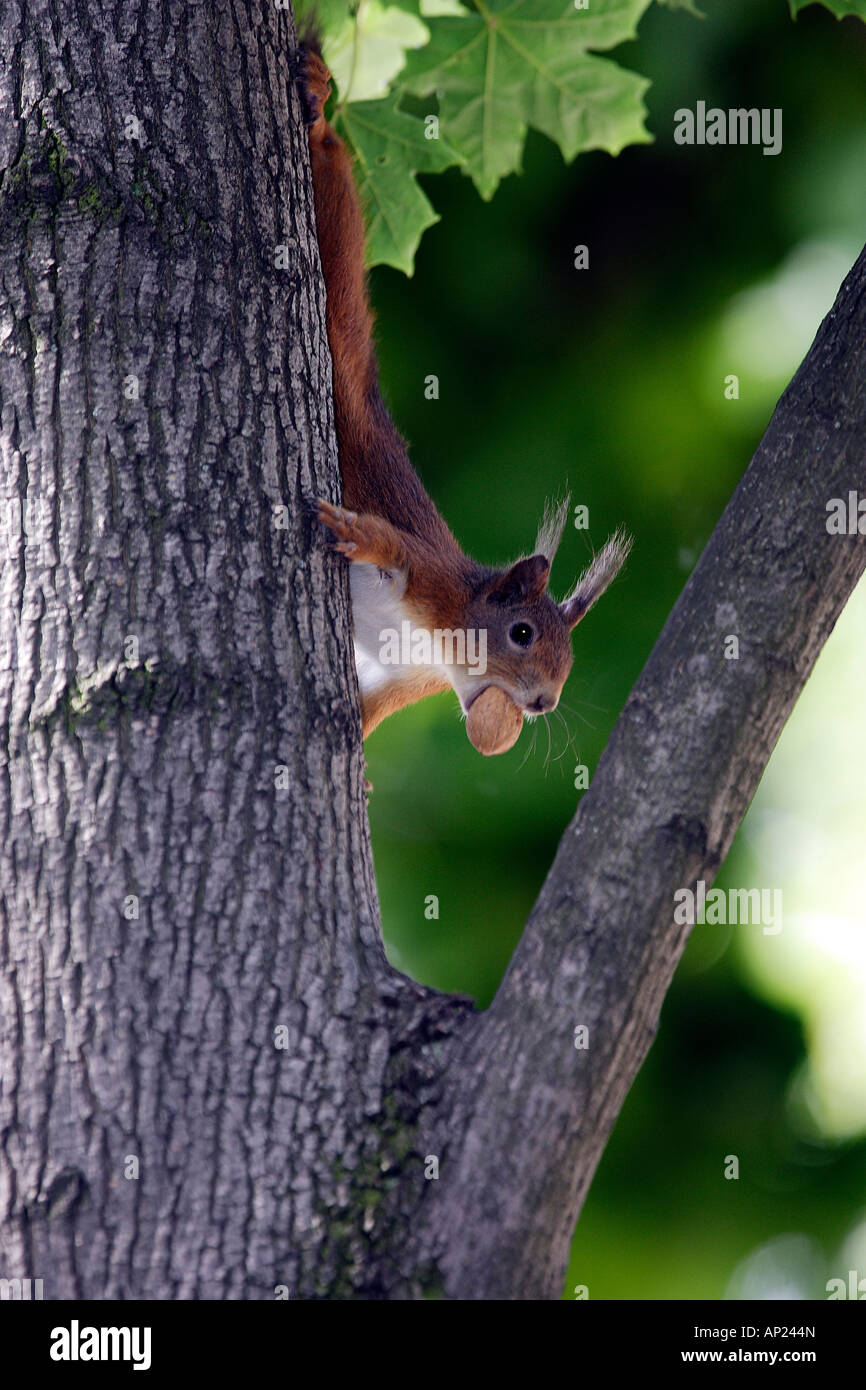 Europäische Eichhörnchen (Sciurus Vulgaris), einen Baum mit Haselnuss im Maul Klettern Stockfoto