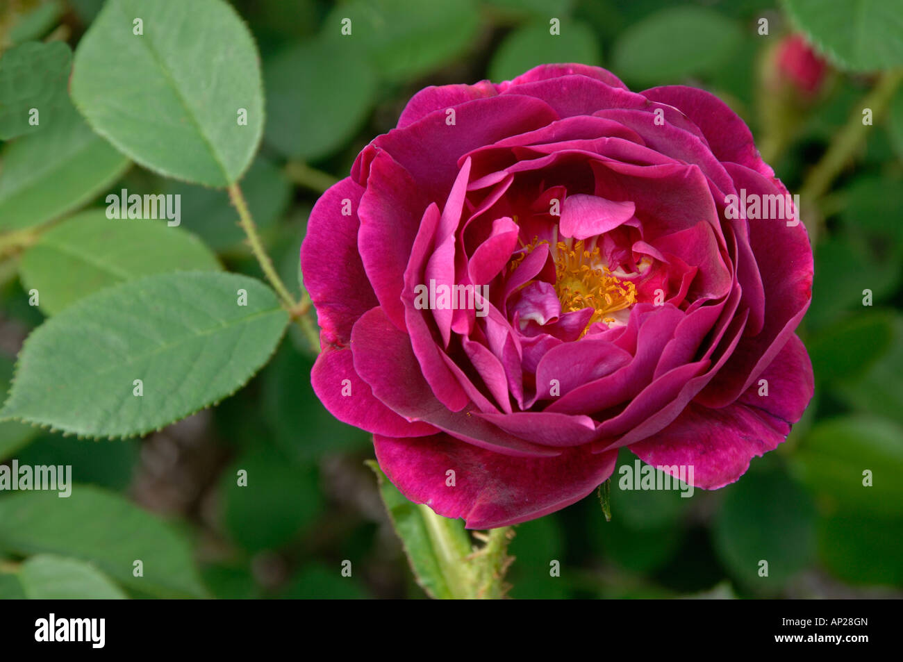 Kohl-Rose Provence Rose (Rosa X centifolia Sorte Muscosa Rubra) Blume Stockfoto