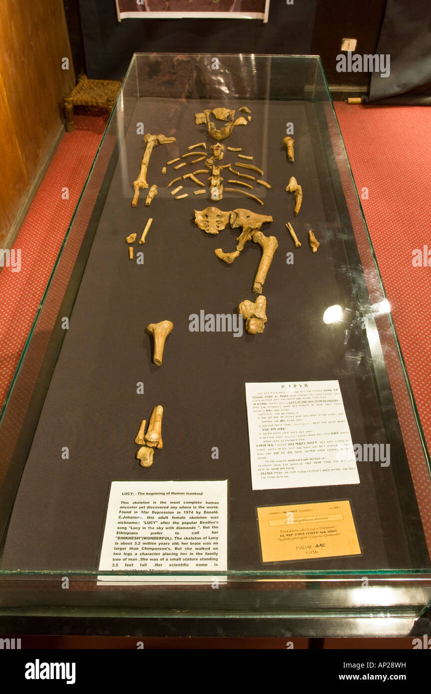 Das Skelett von "Lucy" befindet sich im nationalen Museum von Addis Abeba. Stockfoto