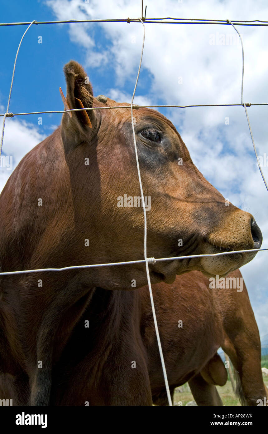 Bull. Albufera. Mallorca. Spanien Stockfoto