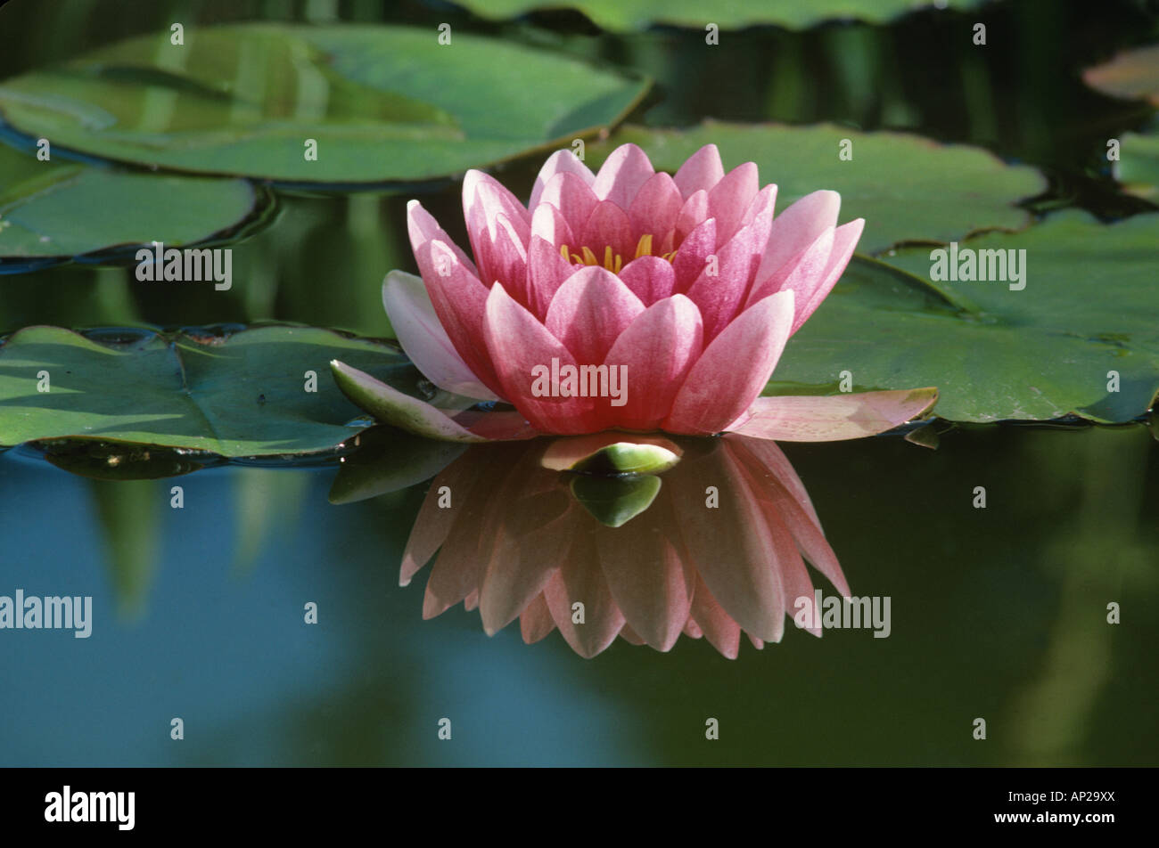 Seerose Blüte Nymphaea Attraction spiegelt sich im Teich Stockfoto