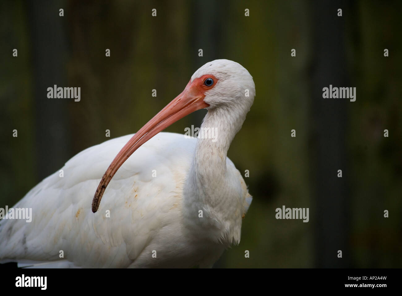 Weißer Ibis im Homosassa Springs Wildlife Park Homosassa Florida Stockfoto