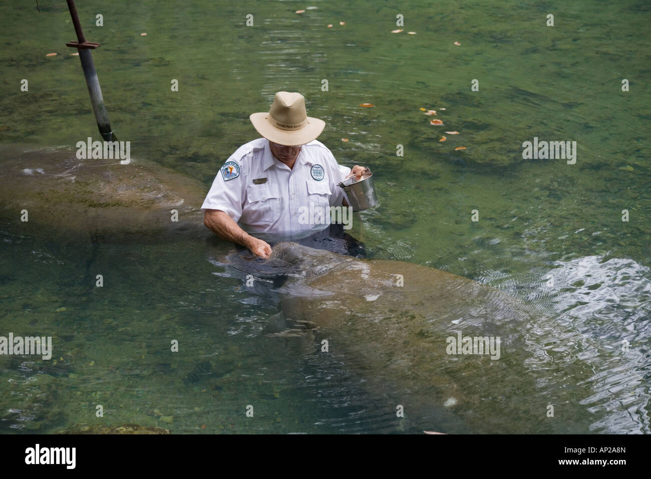 Park-Freiwilligen Fütterung die Seekühe im Homosassa Springs Wildlife Park Homosassa Florida Stockfoto