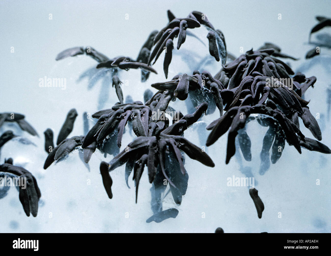 Frosch Kaulquappen Rana Temporaria einen Tag nach dem Schlüpfen auf Gelee gruppierten Stockfoto