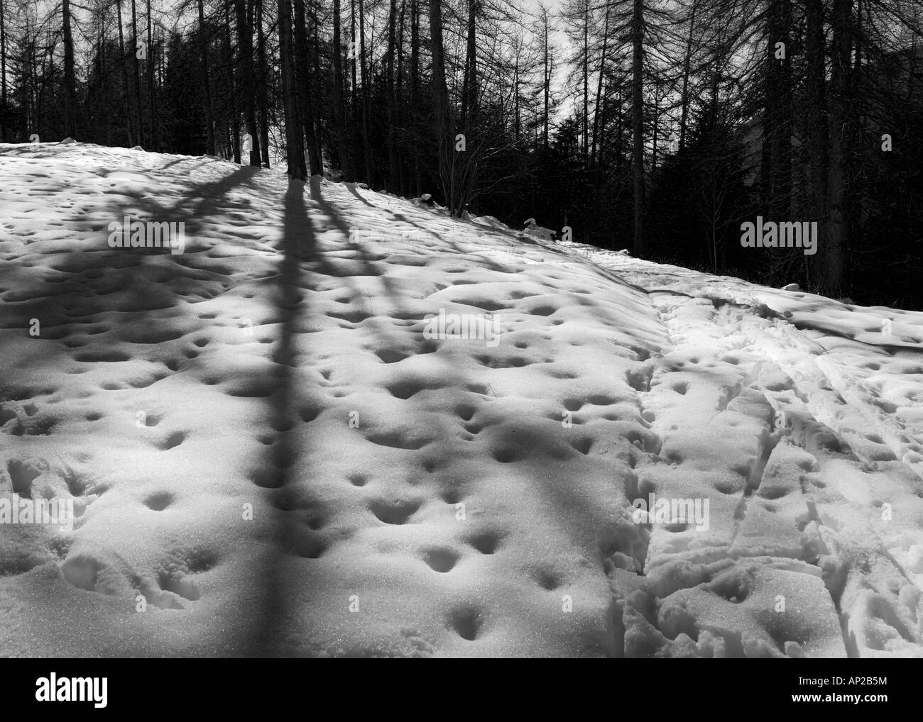 Sonne Baum Schatten im Schnee auf dem Gipfel Mt Gray, Nord-Italien verlassen Stockfoto