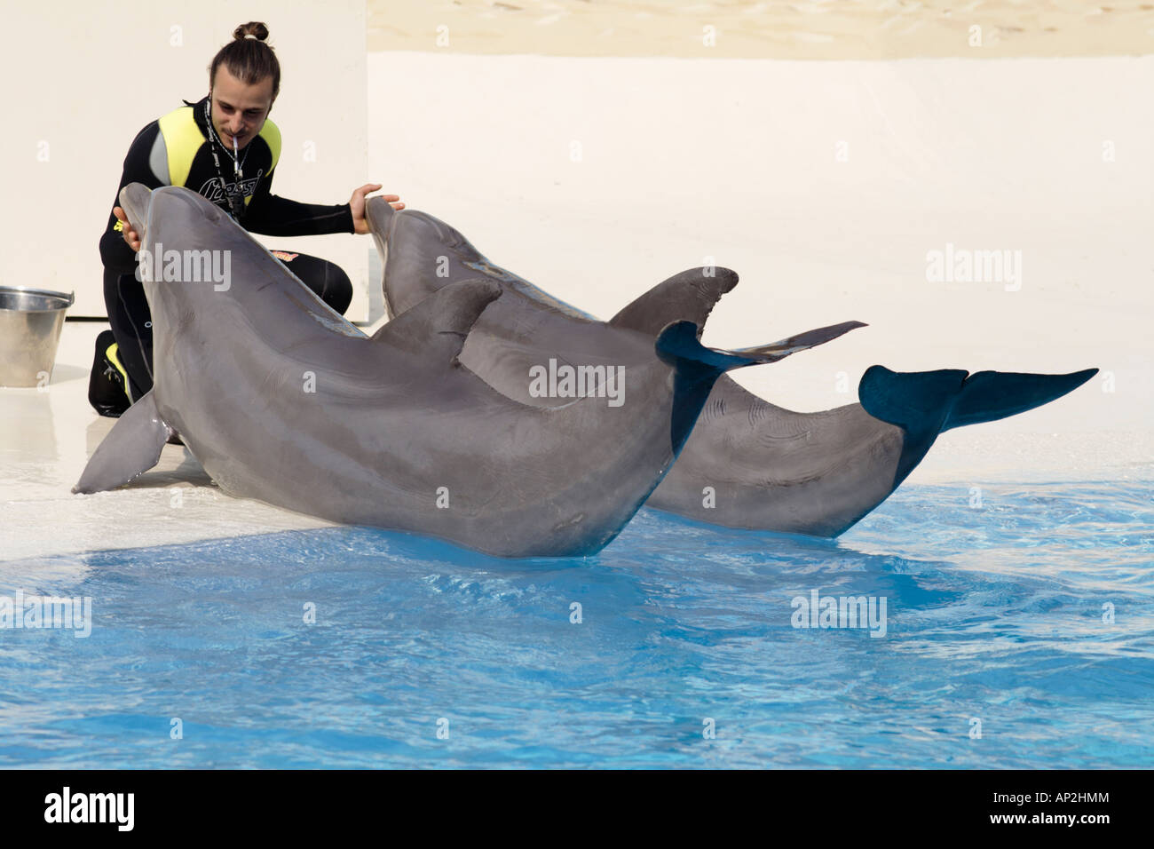 Delfin-Trainer in einer öffentlichen Show, Freizeitpark, Italien. Stockfoto