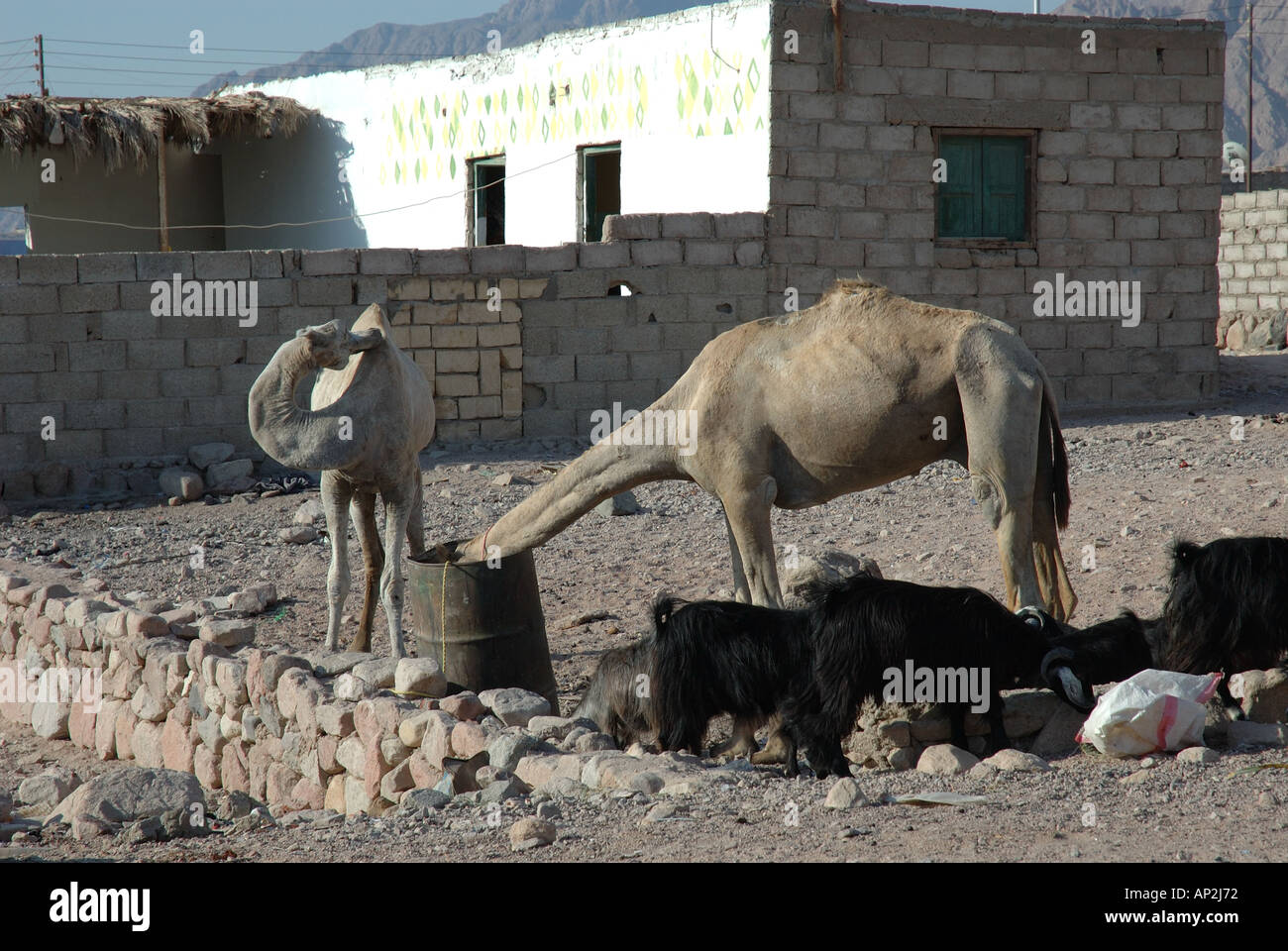 Zwei Kamele und Ziegen im Tarrabin Dorf in der Nähe von Nuweiba in Ägypten Scavanging für Lebensmittel Präsenzen der Müll Stockfoto