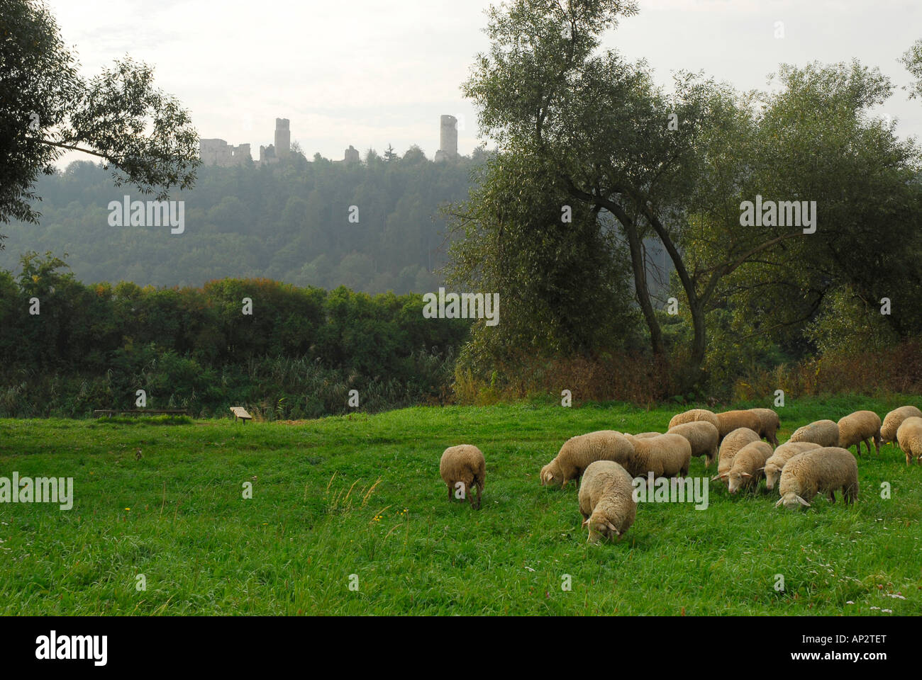 Schafe entlang des Flusses Werra vor der Ruine der Burg Brandenburg, Thüringen, Deutschland Stockfoto