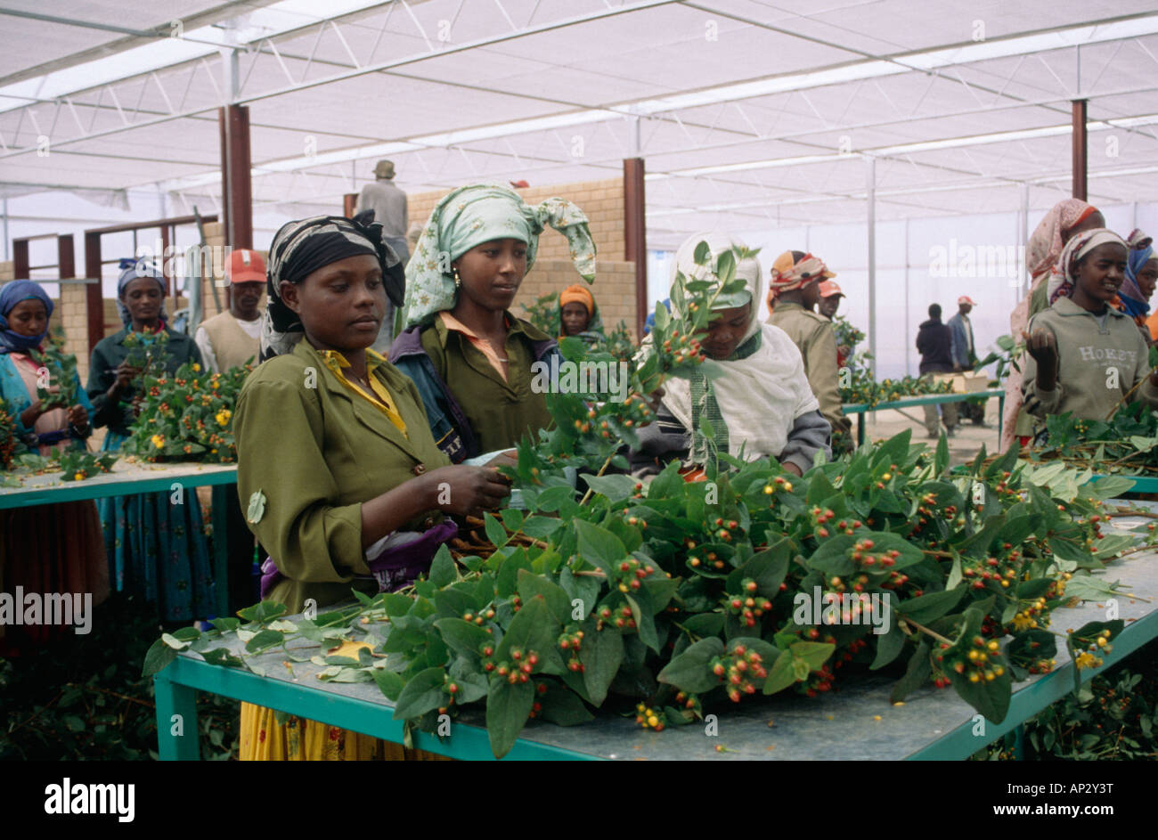 Blumenfarm Gewächshaus Schuppen Arbeitnehmerinnen Kommissionierung Sortierung Blumen DERA SEKURA Bono REGION Äthiopiens Stockfoto