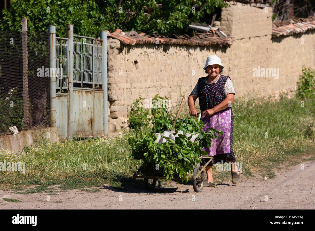 Bäuerin, Muselievo in der Nähe von Pleven, Bulgarien Stockfoto